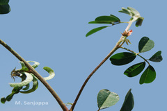 Indigofera hochstetteri